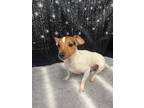 Adopt Tig a Jack Russell Terrier