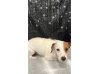 Adopt Chunk a Jack Russell Terrier