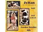 Adopt Zoltan a Australian Cattle Dog / Blue Heeler, Terrier
