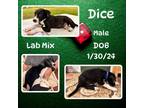 Adopt Dice a Labrador Retriever