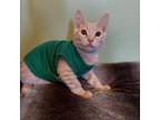 Adopt Sturgis a Domestic Short Hair