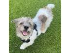 Adopt Nipsey Russel OS NV PDR a Terrier