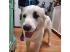 Adopt Harry a Great Pyrenees