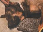 Adopt Bruno a German Shepherd Dog