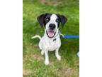 Adopt Calvin a Great Dane, Labrador Retriever