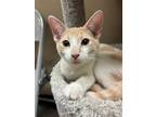 Adopt Bud a Domestic Medium Hair