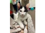 Adopt Hitori Hanzo a Domestic Medium Hair