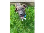 Adopt Michael #A- 817 a Mountain Cur