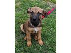 Adopt Tito #A- 811 a Mountain Cur