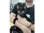 Adopt Gabriel a Domestic Short Hair