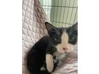 Adopt Rambo a Domestic Short Hair