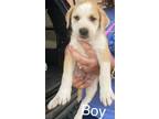 Adopt Champ a Labrador Retriever, Bernese Mountain Dog