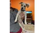 Adopt Oopsie a Jack Russell Terrier, Mixed Breed