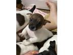 Adopt Sparks a Jack Russell Terrier