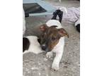 Adopt Ashland a Jack Russell Terrier