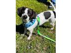 Adopt Matey a Beagle, Rat Terrier