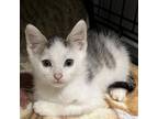 Adopt Cereal a Domestic Short Hair
