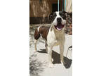 Adopt Aussie a Pit Bull Terrier, Mixed Breed