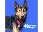 Adopt Ranger - Hold a German Shepherd Dog, Husky