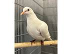 Adopt Snowbird (w/Nightguard) a Dove