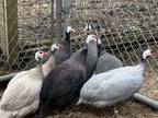Adopt Peeps a Guinea Fowl