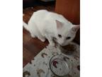 Adopt Vinny a White American Shorthair / Mixed (short coat) cat in Middleburg