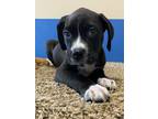 Adopt Dusky a Black - with White Labrador Retriever / Boxer dog in Fayetteville