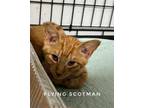 Adopt Flying Scotsman a Domestic Shorthair / Mixed (short coat) cat in Rome