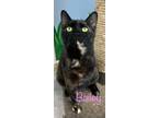 Adopt Bailey a Domestic Shorthair / Mixed (short coat) cat in Rome