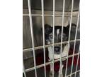 Adopt SIMBA a Black - with White Dachshund / Mixed dog in Waco, TX (34549739)