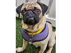 Adopt Maloney *special needs* a Pug / Mixed dog in Gardena, CA (38853943)