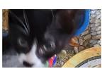 Adopt Stash a Domestic Shorthair cat in Calimesa, CA (38853190)