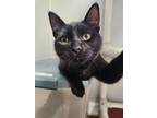 Adopt Cherry Cuddler a All Black Domestic Shorthair / Mixed cat in Bolivar