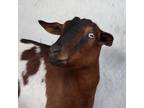 Adopt Nutmeg a Goat farm-type animal in Kanab, UT (38836995)