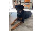 Adopt Ninja a Black - with Tan, Yellow or Fawn Rottweiler / Mixed dog in