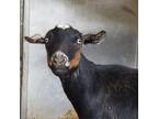 Adopt Dahlia a Goat farm-type animal in Kanab, UT (38836994)