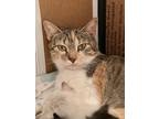 Adopt Marilyn a Calico or Dilute Calico Domestic Shorthair / Mixed (short coat)