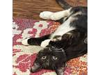 Adopt Skye a All Black Domestic Shorthair / Mixed cat in Jupiter, FL (38837843)
