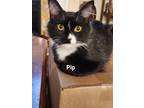 Adopt Pip a Black & White or Tuxedo Domestic Mediumhair / Mixed (short coat) cat