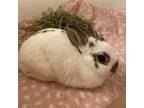 Adopt Strudel a Rex / Mixed rabbit in Jacksonville, FL (38836117)