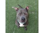 Adopt Grayson a Gray/Silver/Salt & Pepper - with Black Pit Bull Terrier / Mixed