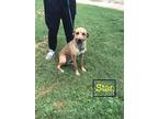 Adopt Star a Tan/Yellow/Fawn Black Mouth Cur / Labrador Retriever / Mixed dog in