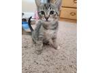 Adopt Nala a Brown Tabby Domestic Mediumhair / Mixed (medium coat) cat in