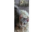 Adopt Swanky a Domestic Shorthair cat in Calimesa, CA (38853193)