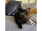 Adopt Mayweather a All Black Domestic Shorthair / Mixed cat in Los Angeles