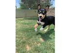 Adopt Pax a Husky / Mixed dog in Salem, WI (38853454)