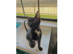 Adopt Chester a All Black Domestic Shorthair / Mixed (short coat) cat in