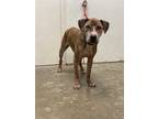 Adopt TYSON a Brindle American Pit Bull Terrier / Mixed dog in Rosenberg