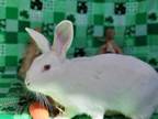 Adopt JASMINE a White Florida White / Mixed rabbit in Chula Vista, CA (36550303)