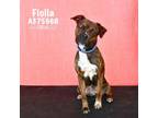 Adopt FIOLLA a Brindle - with White American Pit Bull Terrier / Mixed dog in